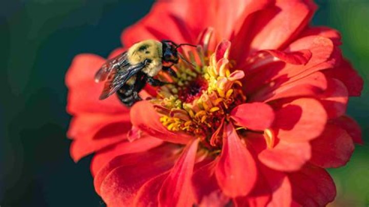 What color are bees most attracted to?