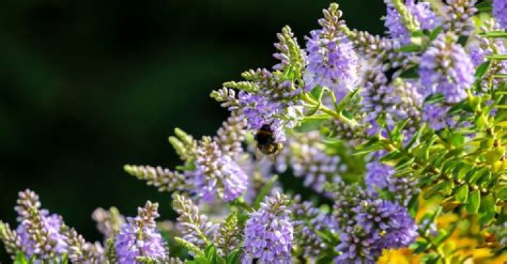 What color is least attractive to bees?