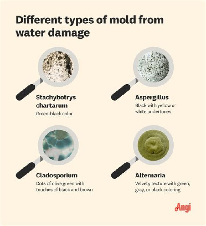 What color is mold from water damage?