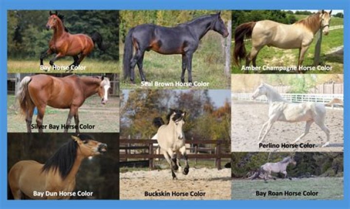 What colors do horses not like?