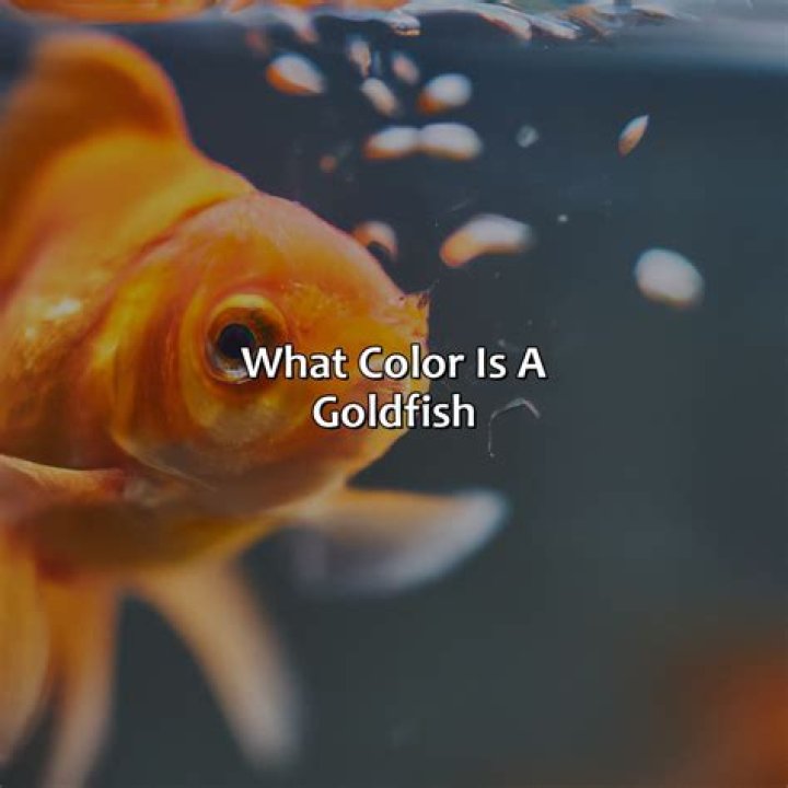 What Colour light is best for goldfish?