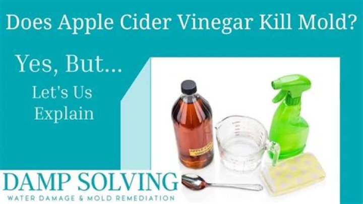 What concentration of vinegar kills mold?