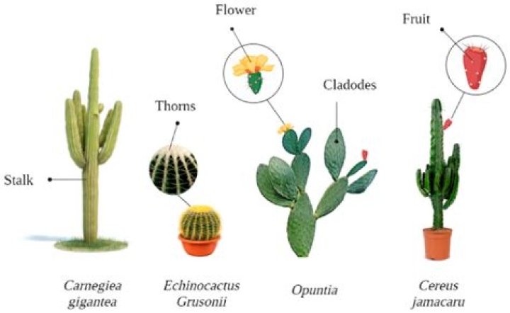 What did the cactus mean to the Aztecs?