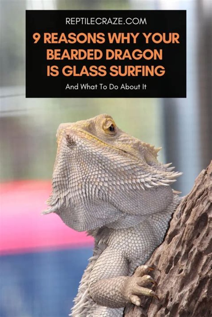 What do Beardies think about?