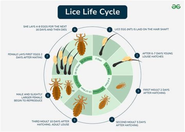 What do body lice feed on?