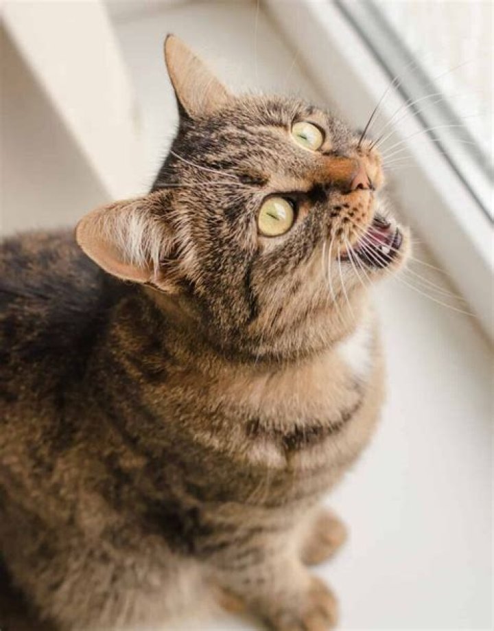 What do cat meows mean?