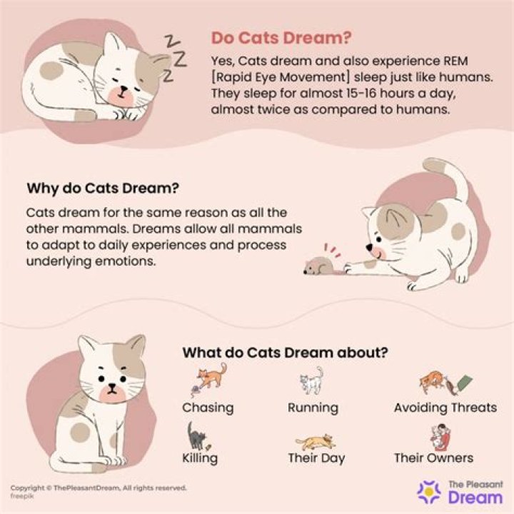 What do cats dream about?