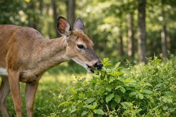 What do deer love to eat the most?
