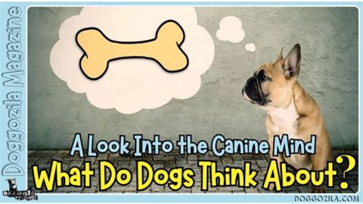 What do dogs think when left alone?