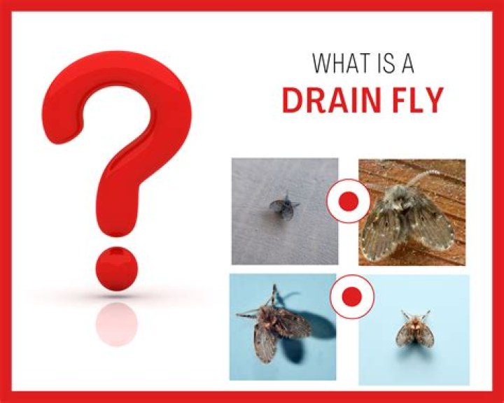 What do drain flies and worms look like?