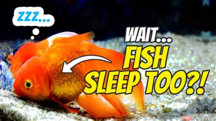 What do fish look like sleeping?