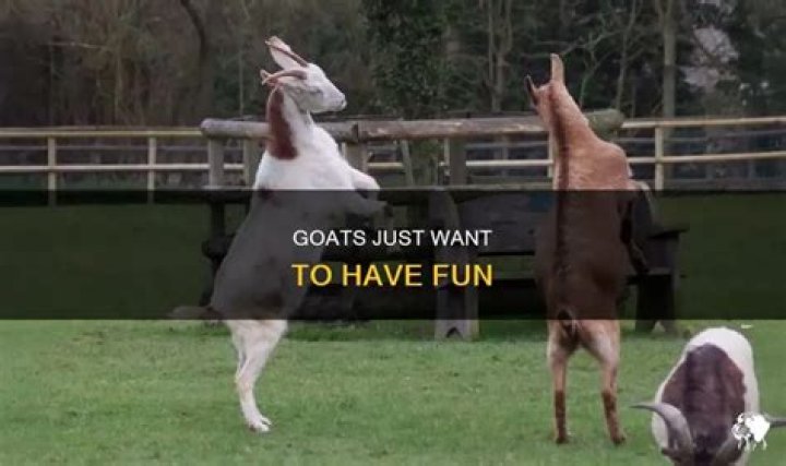What do goats do for fun?