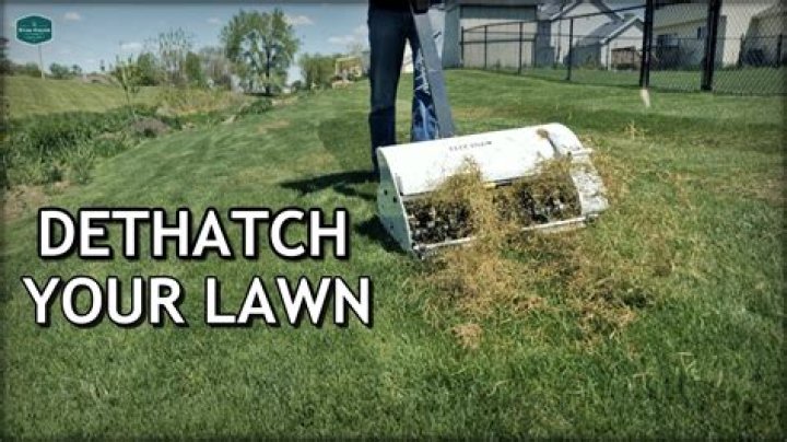 What do I do after I dethatch my lawn?