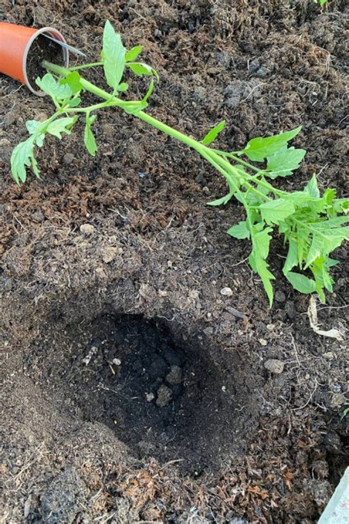 What do I put in the hole when planting tomatoes?
