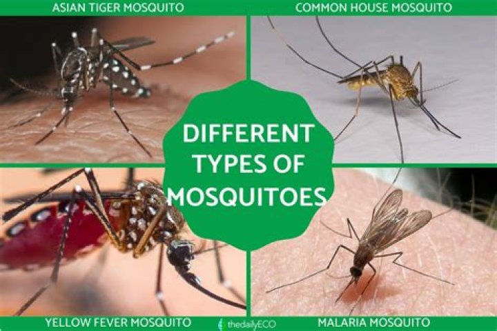What do mosquitoes taste like?