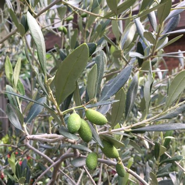 What do olives do to a man?