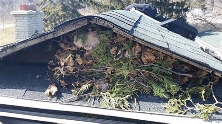 What do squirrel homes look like?