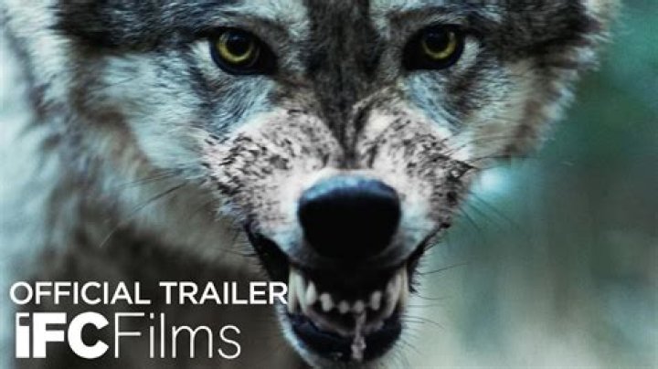 What do the 3 wolves mean in Outsiders?