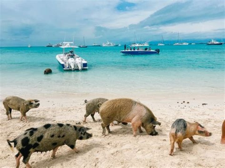 What do the pigs say?