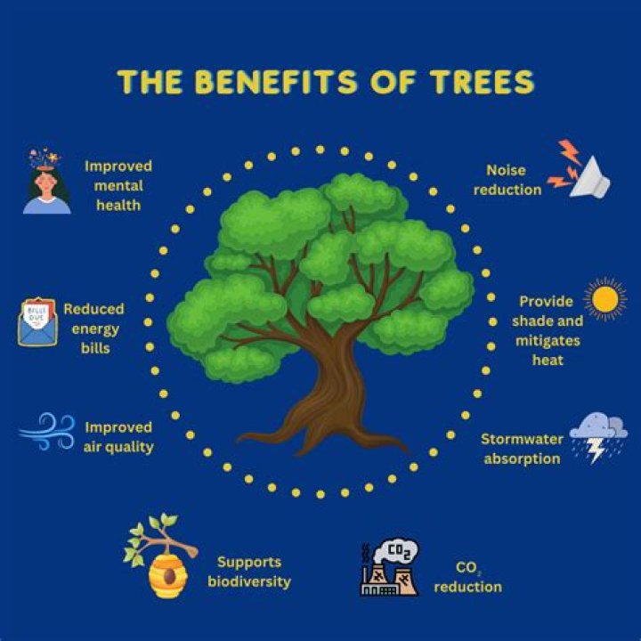 What do trees do?