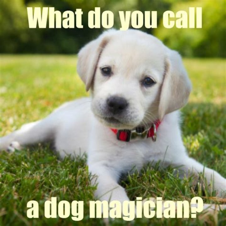 What do you call a comfort dog?