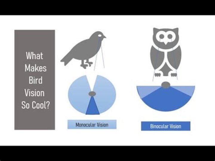 What do you mean by binocular vision?