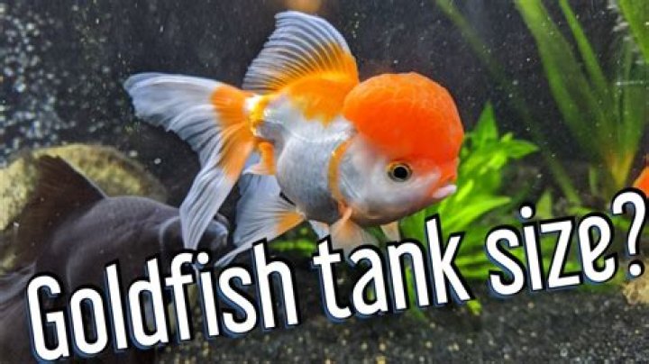 What does a goldfish need?