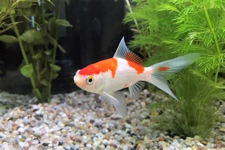 What does a goldfish taste like?