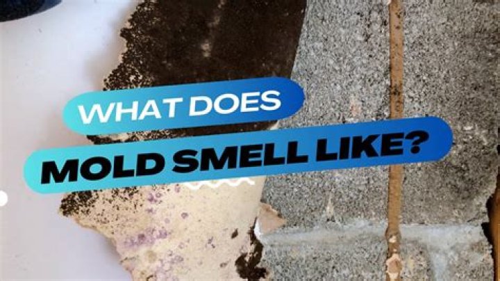 What does a mold infestation smell like?