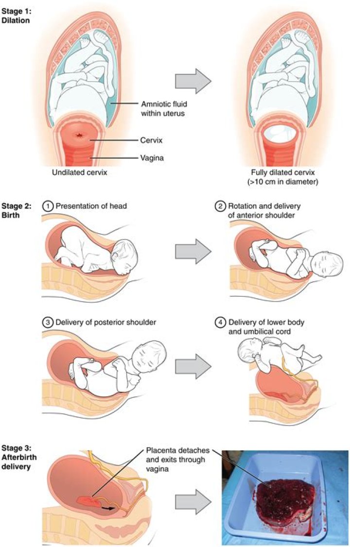 What does afterbirth taste like?