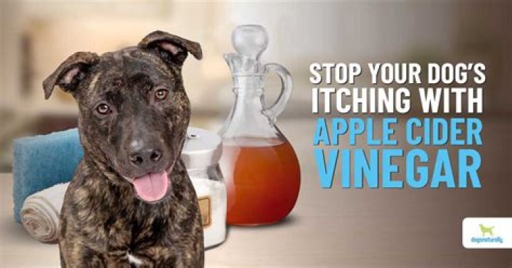 What does apple cider vinegar do for dogs?