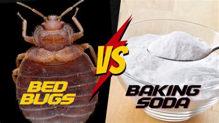 What does baking soda do for bed bugs?