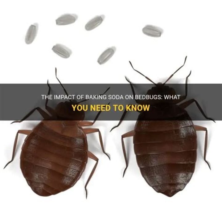 What does baking soda do to bedbugs?