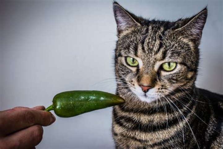 What does cilantro do to cats?