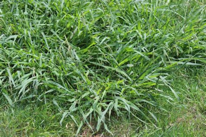 What does emergent crabgrass look like?