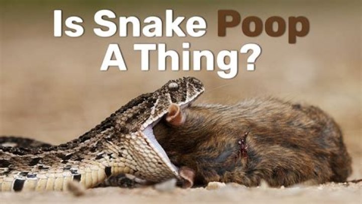 What does fresh snake poop look like?
