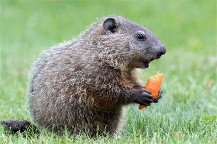 What does Groundhog scat look like?