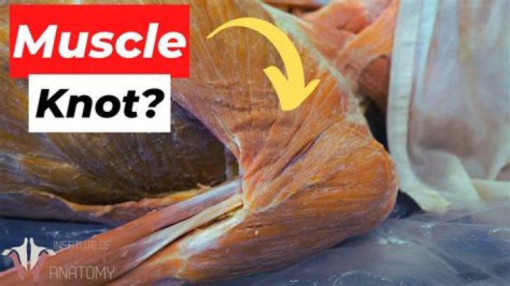 What does it feel like when a muscle releases?
