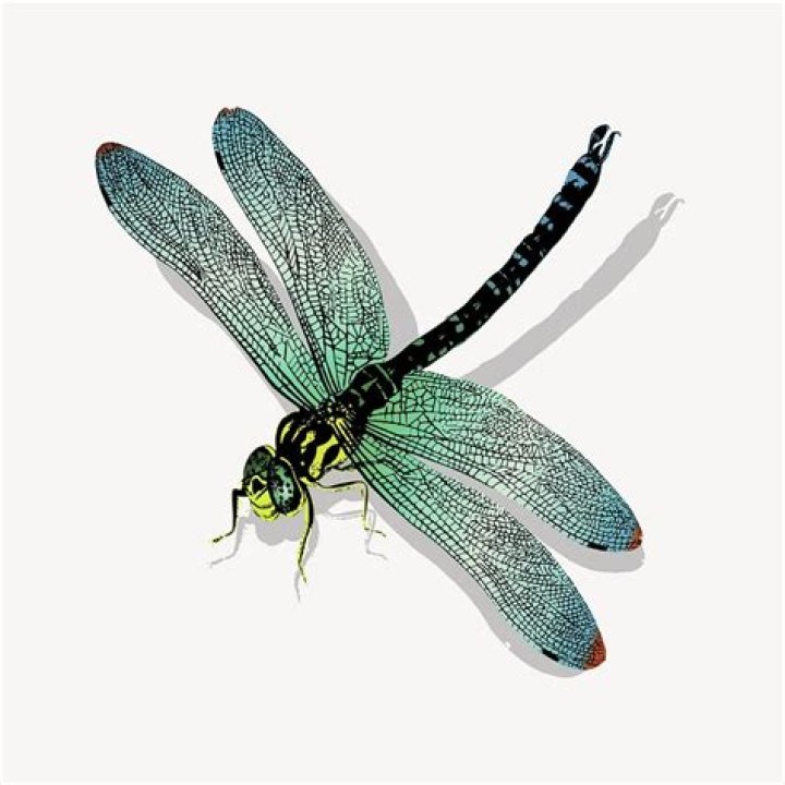 What does it mean to see a green dragonfly?