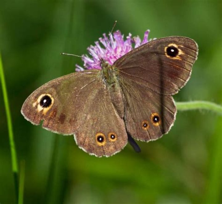 What does it mean when a brown butterfly flies around you?