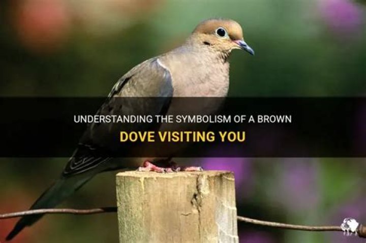 What does it mean when a brown dove visits you?