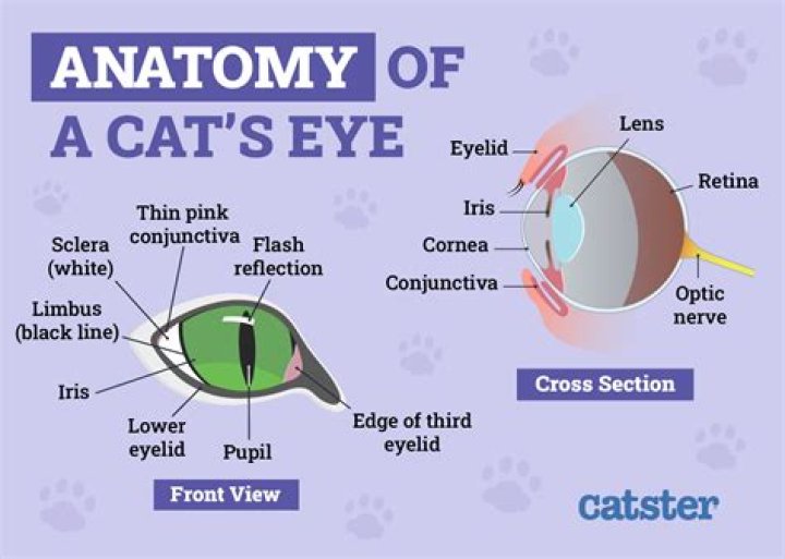 What does it mean when a cat slits its eyes?