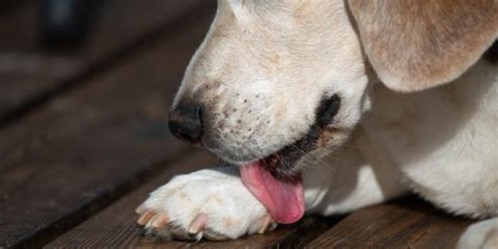 What does it mean when a dog pushes you away with his paw?