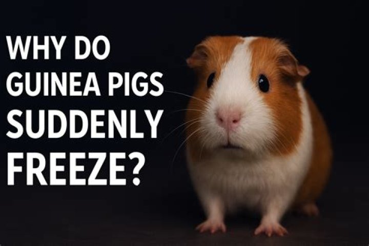 What does it mean when a guinea pig sneezes?