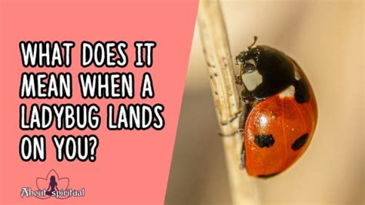 What does it mean when a ladybug lands on you?