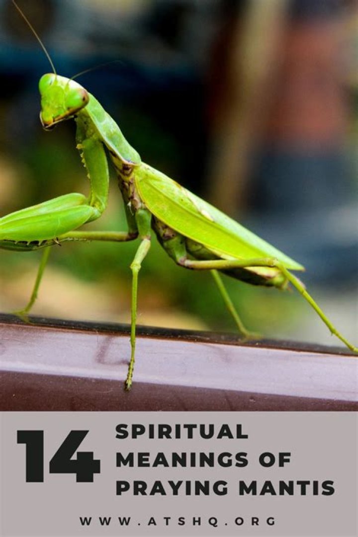 What does it mean when a spider runs towards you?