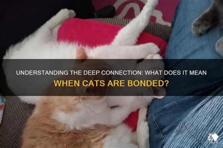What does it mean when cats are bonded?
