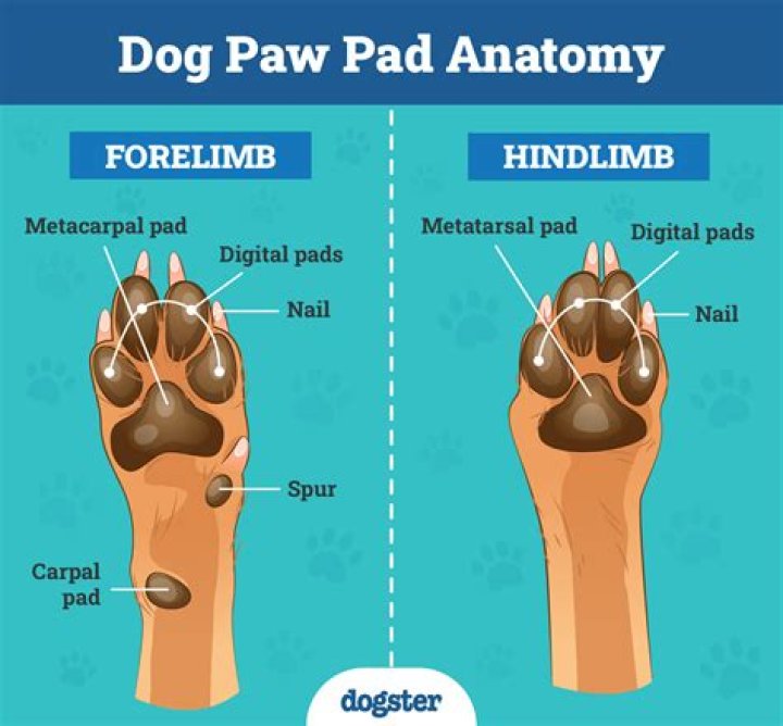 What does it mean when my dog lifts his front paw?