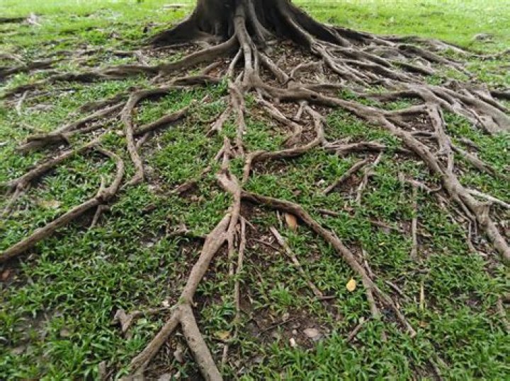 What does it mean when tree roots come above ground?