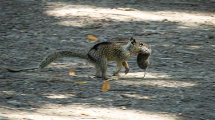What does it mean when you find a dead squirrel in your yard?